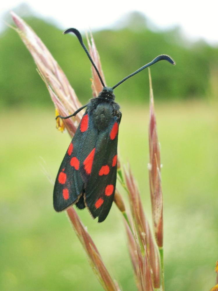 Zygène du Pied-de-Poule (La), Zygène des Lotiers ( Zygaena filipendulae (Linnaeus, 1758)