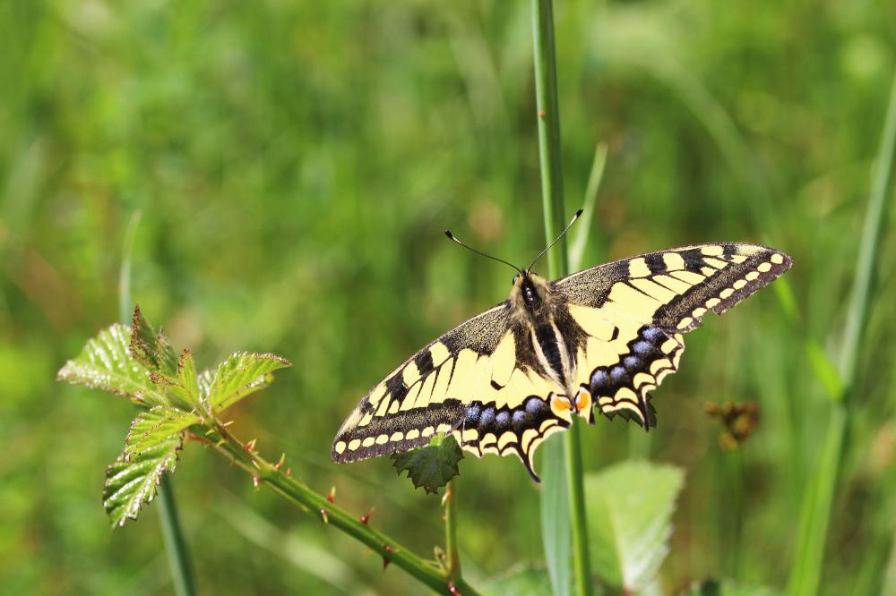 Machaon (Le), Grand Porte-Queue (Le) Papilio machaon Linnaeus, 1758