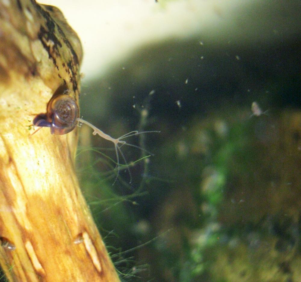 Hydridae Dana, 1846