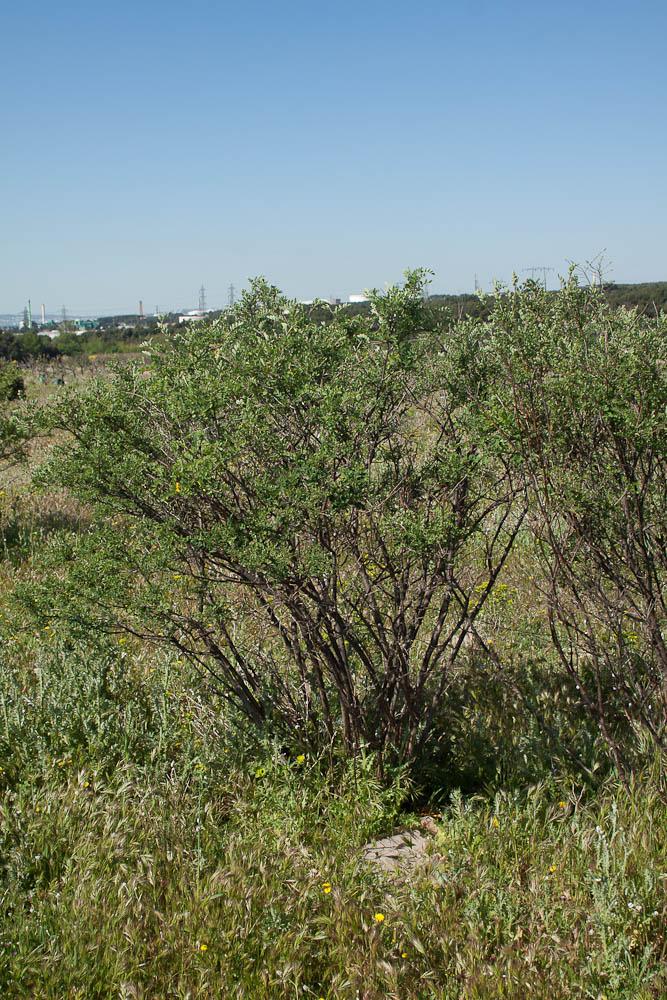 Baguenaudier, Arbre à vessies Colutea arborescens L., 1753