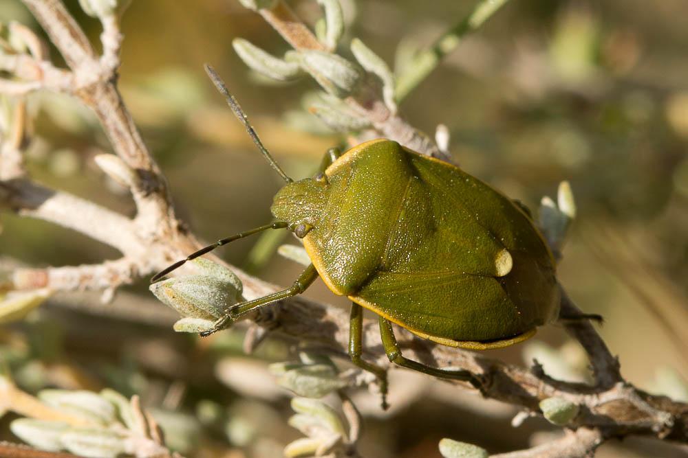 Chlorochroa juniperina (Linnaeus, 1758)
