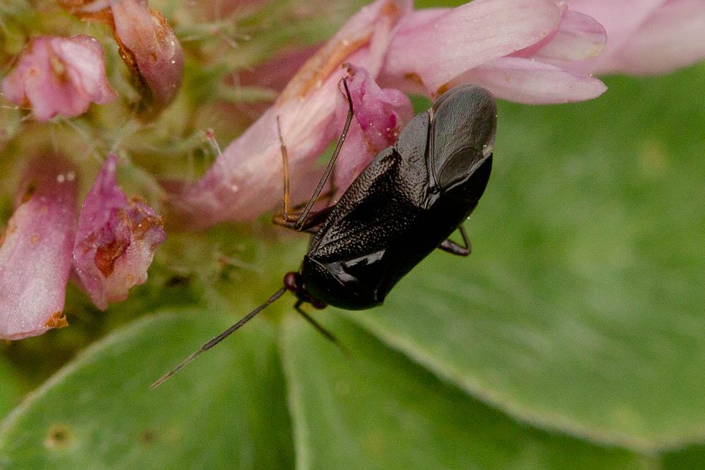 Deraeocoris ribauti Wagner, 1943