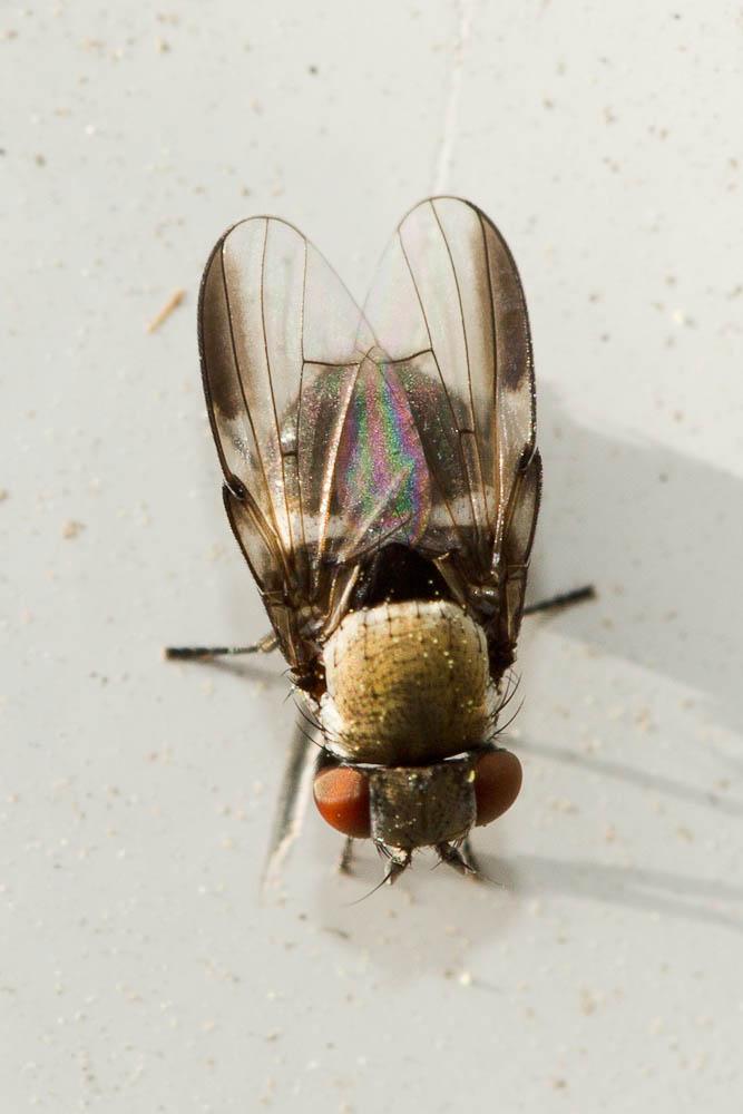 Milichia speciosa Meigen, 1830