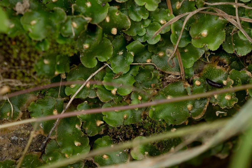 Lunularia cruciata (L.) Dumort. ex Lindb., 1868