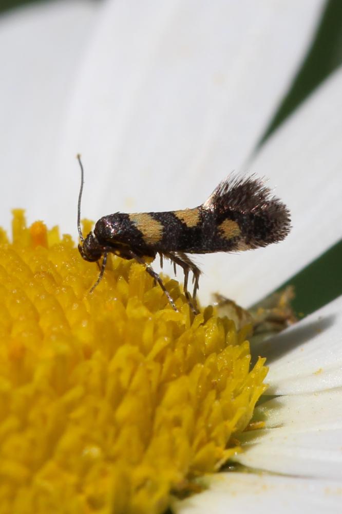 Chrysoesthia sexguttella (Thunberg & Wenner, 1794)