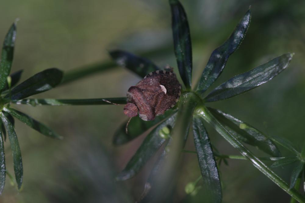 Dyroderes umbraculatus (Fabricius, 1775)