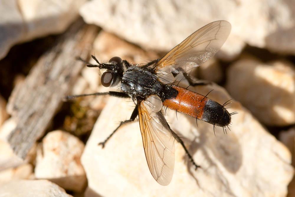 Cylindromyia brassicaria (Fabricius, 1775)