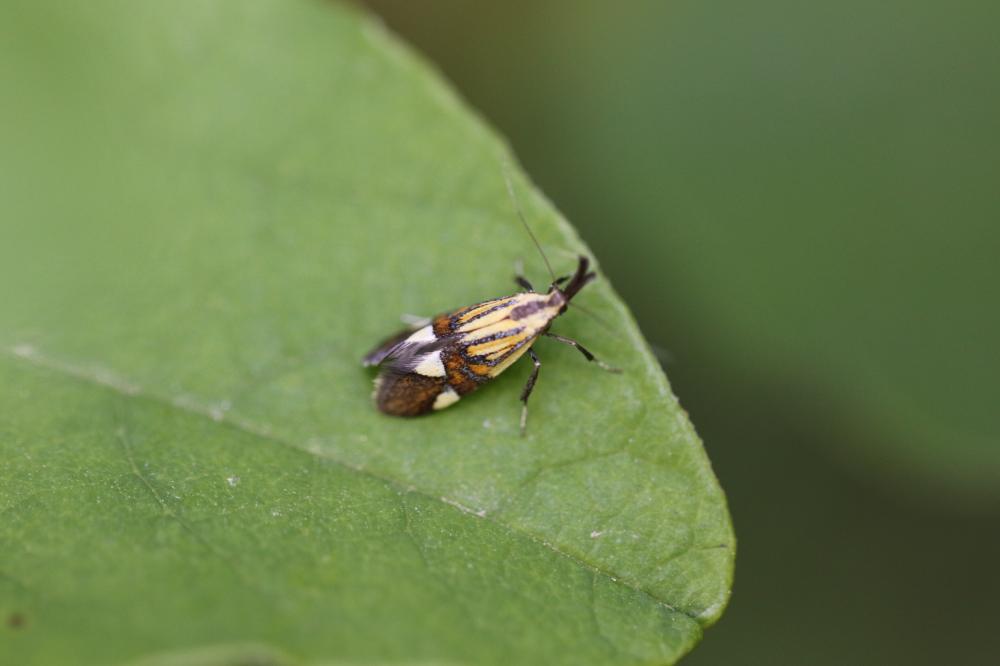 Alabonia geoffrella (Linnaeus, 1767)