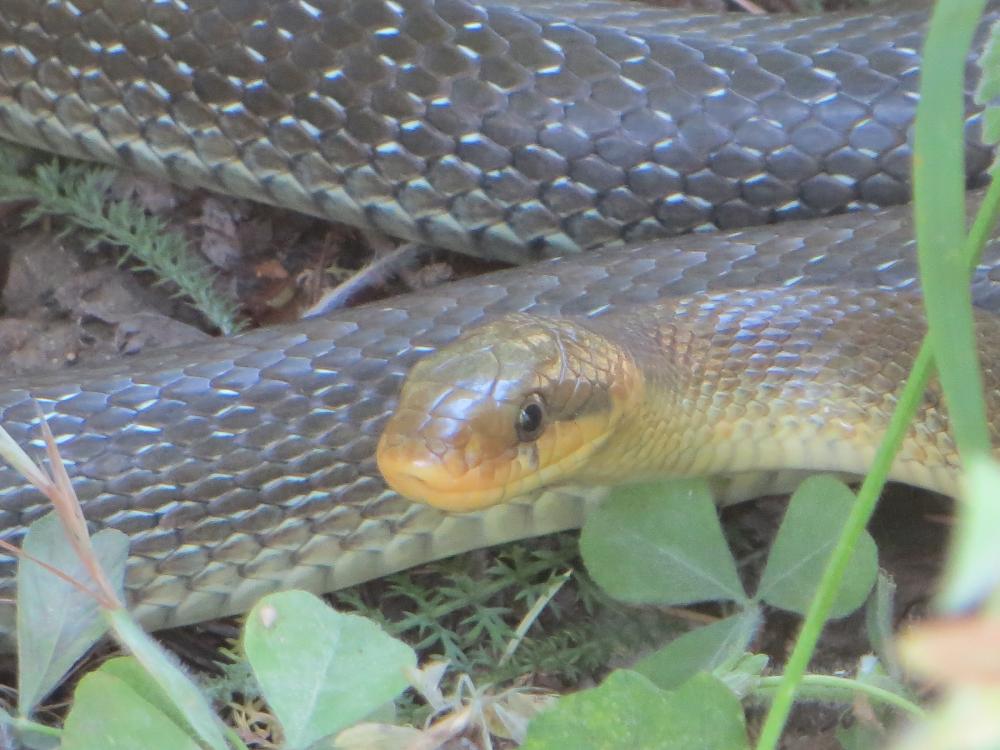 Couleuvre d'Esculape Zamenis longissimus (Laurenti, 1768)
