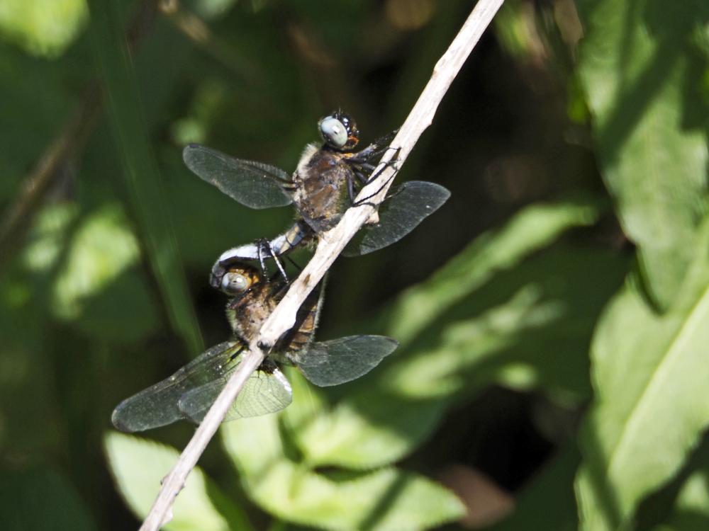 Libellule fauve (La) Libellula fulva O.F. Müller, 1764