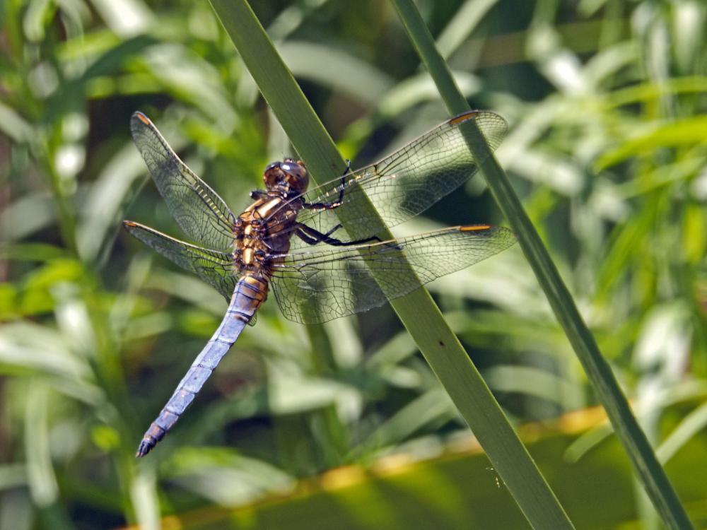 Orthétrum bleuissant (L') Orthetrum coerulescens (Fabricius, 1798)
