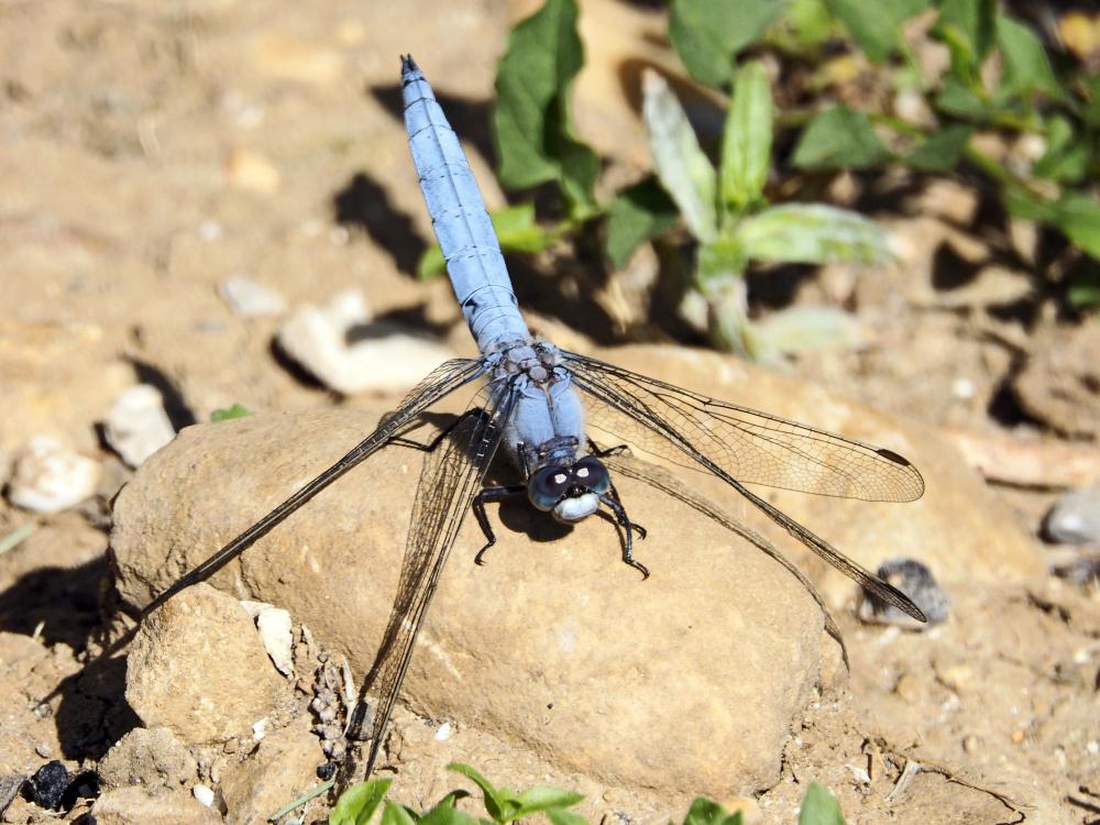 Orthétrum brun (L') Orthetrum brunneum (Boyer de Fonscolombe, 1837)