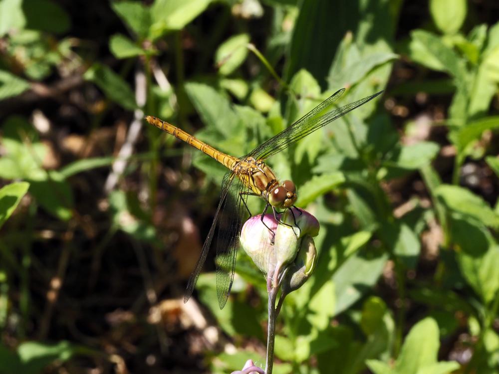 Sympétrum fascié (Le) Sympetrum striolatum (Charpentier, 1840)