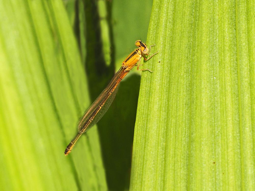 Agrion nain (L') Ischnura pumilio (Charpentier, 1825)