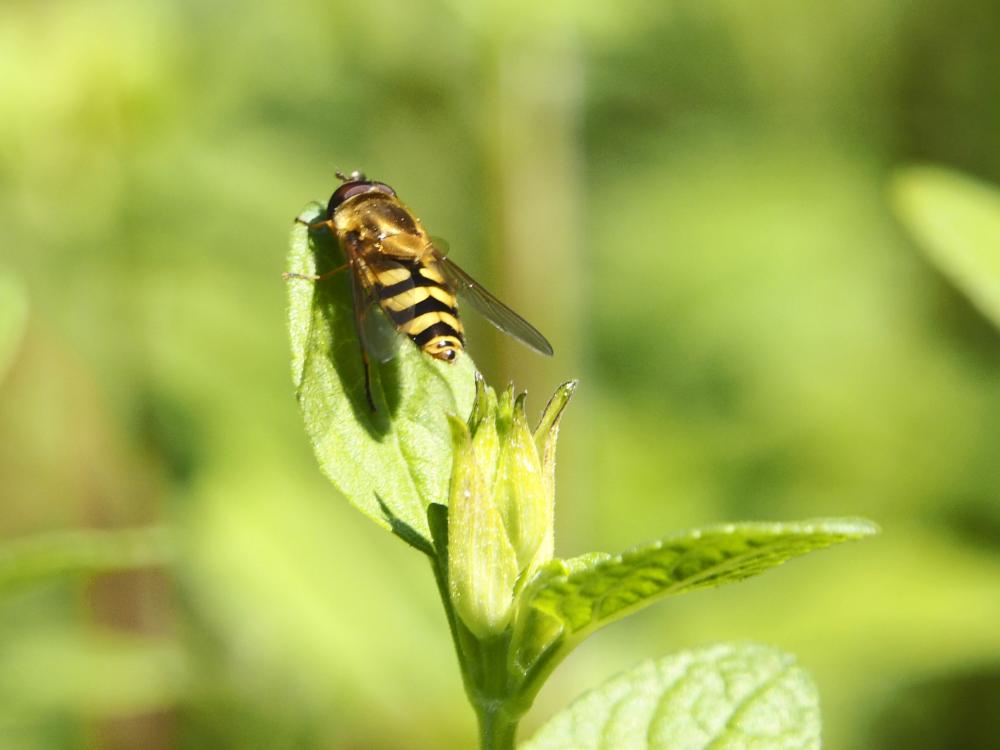 Syrphe du groseillier Syrphus ribesii (Linnaeus, 1758)