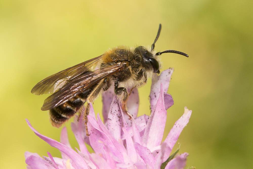 Andrène de la scabieuse Andrena hattorfiana (Fabricius, 1775)