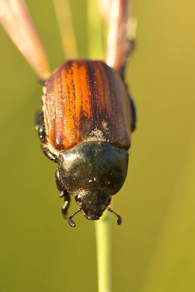  Anisoplia tempestiva Erichson, 1847