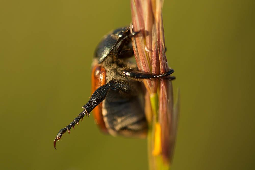 Anisoplia tempestiva Erichson, 1847