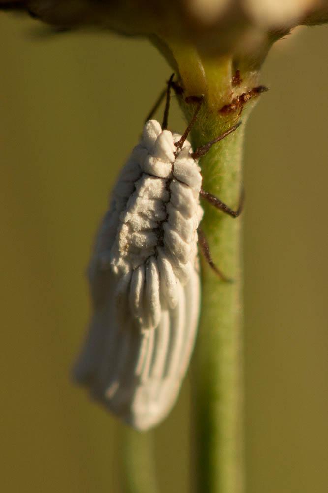 Cochenille australienne Icerya purchasi Maskell, 1879