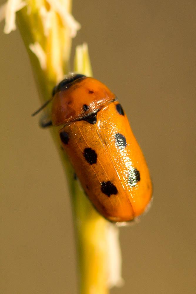  Tituboea biguttata (Olivier, 1791)