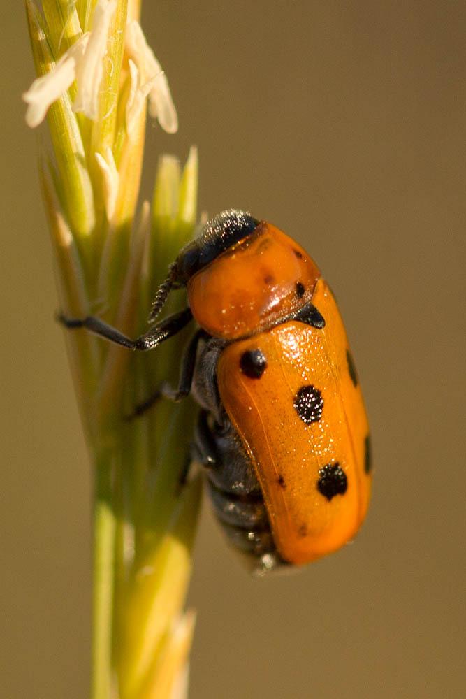  Tituboea biguttata (Olivier, 1791)