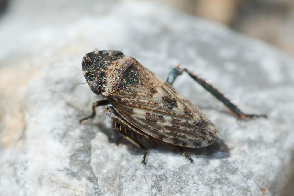Aphrodes