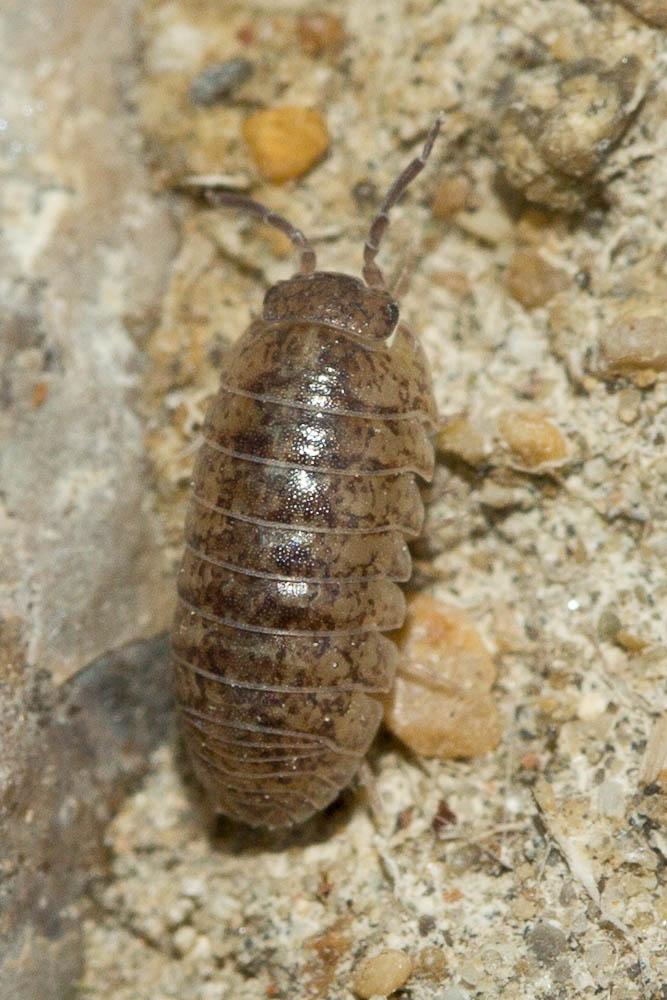 Armadillidium assimile Budde-Lund, 1879