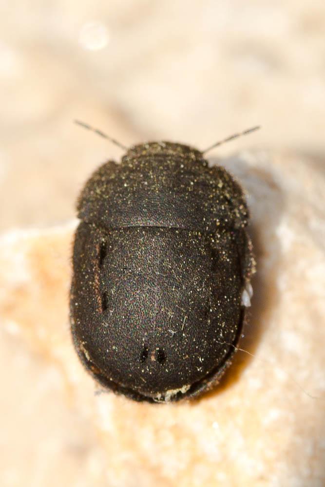 Odontoscelis fuliginosa (Linnaeus, 1760)