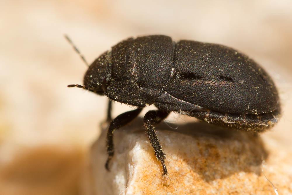 Odontoscelis fuliginosa (Linnaeus, 1760)