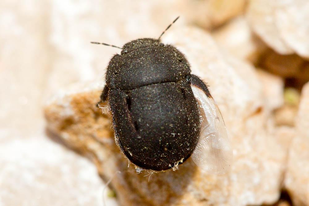 Odontoscelis fuliginosa (Linnaeus, 1760)