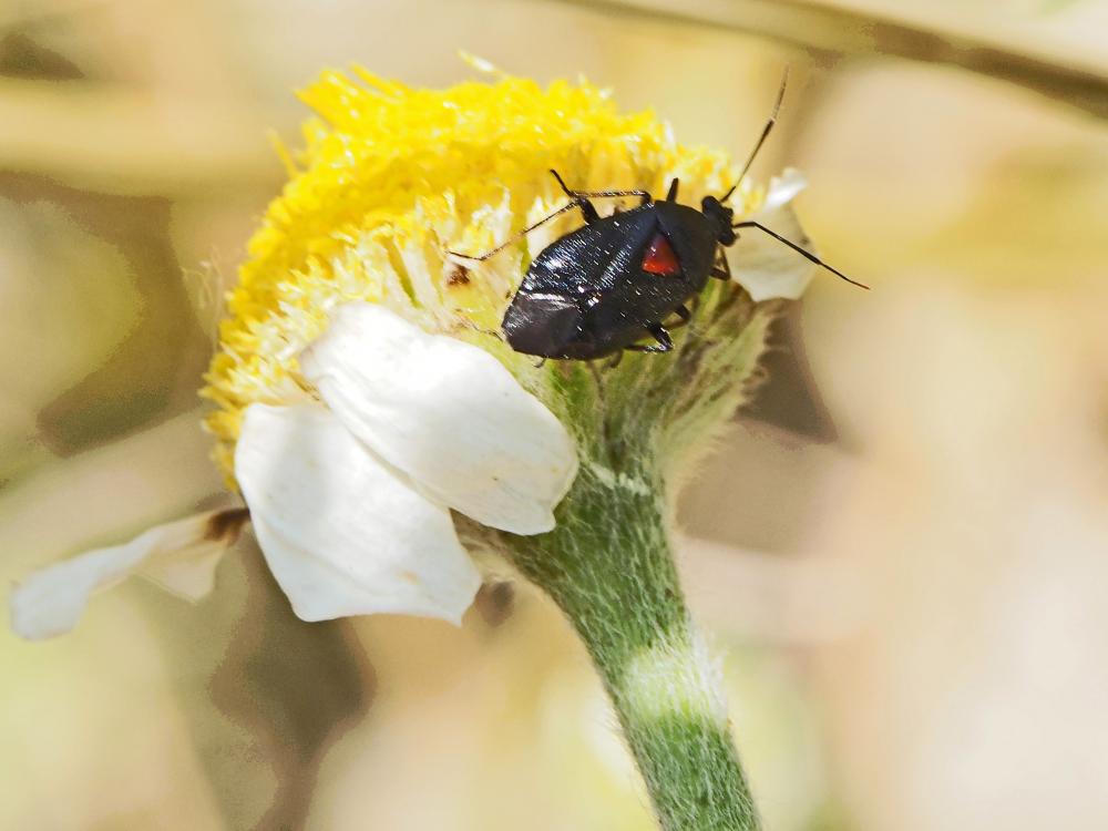  Deraeocoris ribauti Wagner, 1943