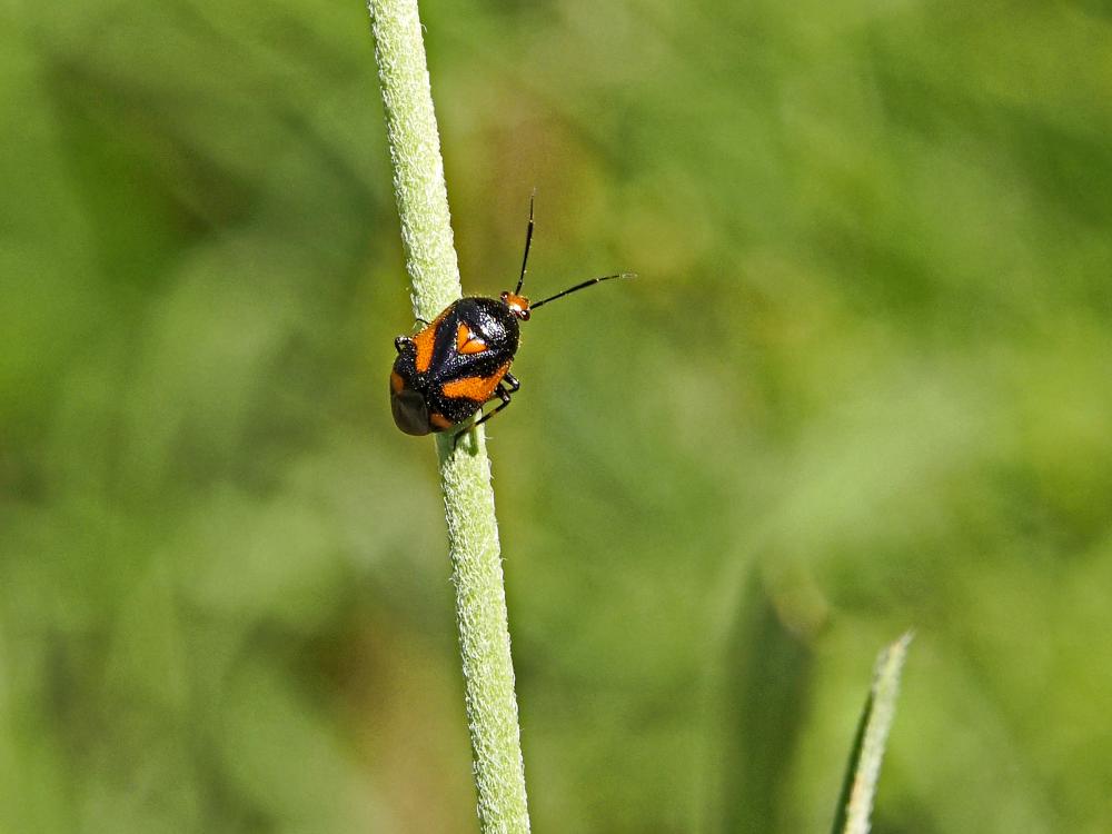  Deraeocoris schach (Fabricius, 1781)