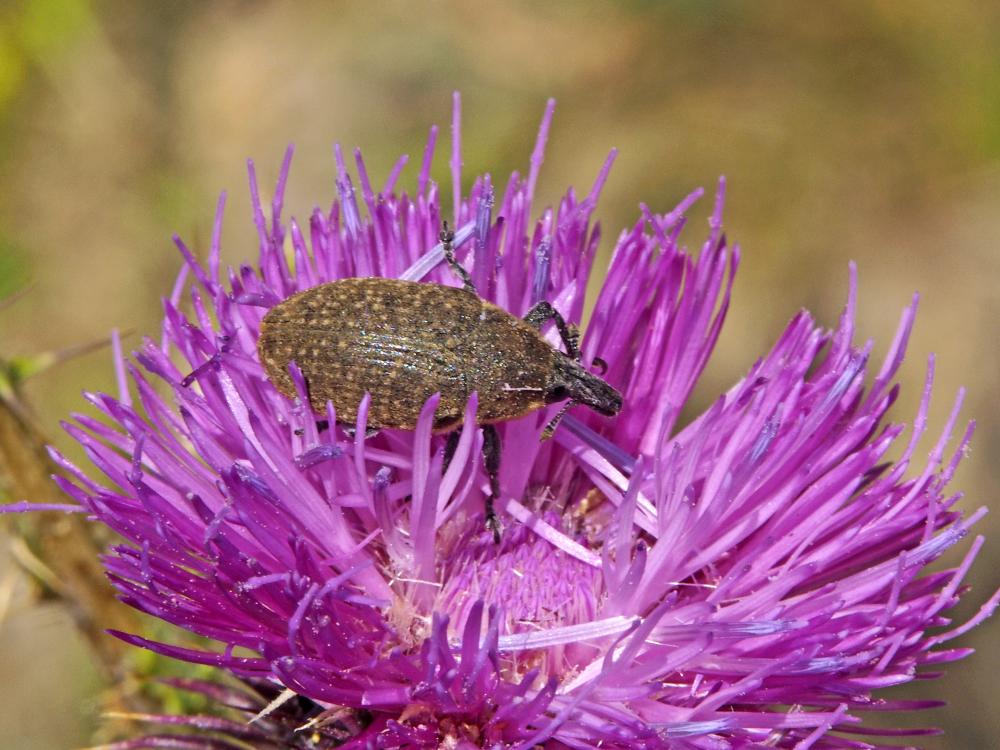  Larinus turbinatus Gyllenhal, 1835