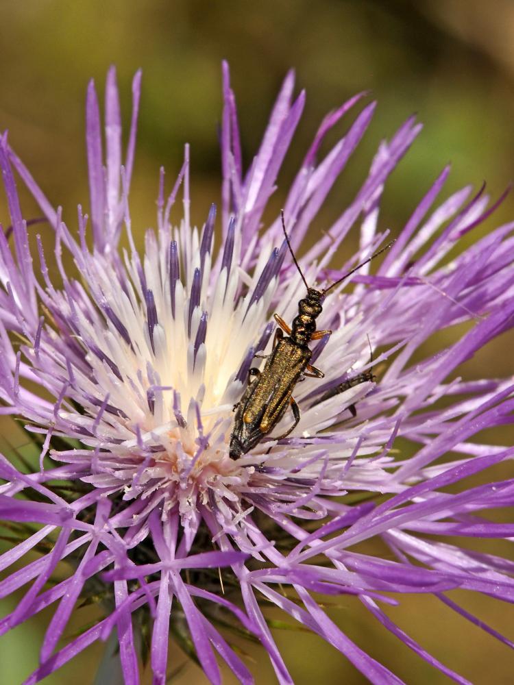  Oedemera barbara (Fabricius, 1792)