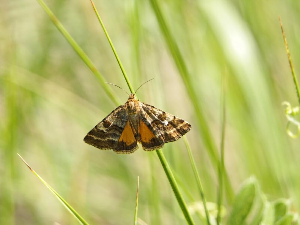 Noctuelle du Dartrier (La) Synthymia fixa (Fabricius, 1787)
