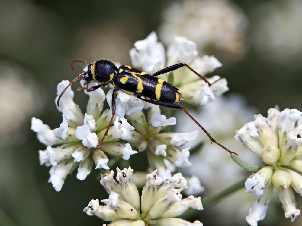 Clytus rhamni Germar, 1817