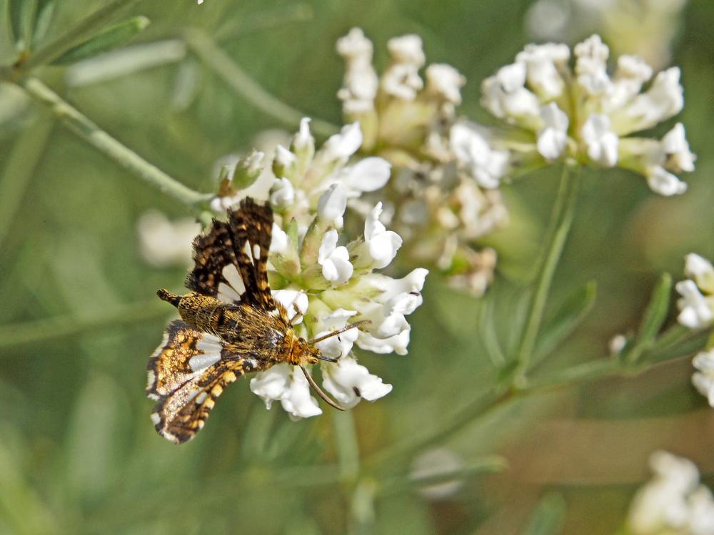 Pygmée (Le), Sphinx-Pygmée (Le) Thyris fenestrella (Scopoli, 1763)