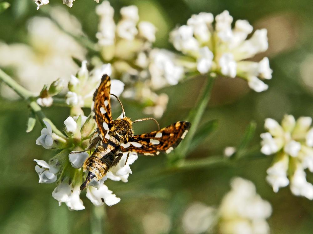 Pygmée (Le), Sphinx-Pygmée (Le) Thyris fenestrella (Scopoli, 1763)