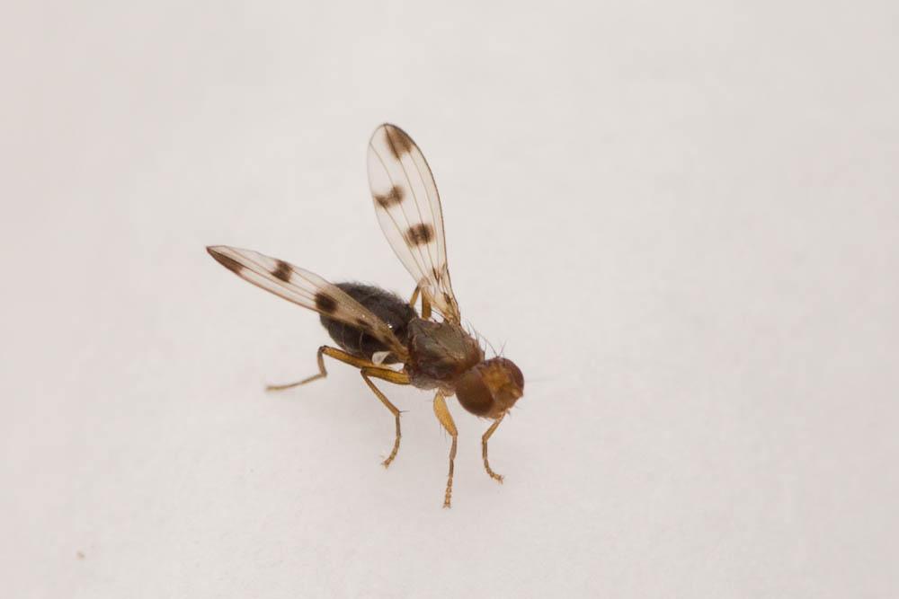 Geomyza tripunctata Fallén, 1823
