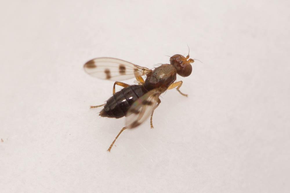 Geomyza tripunctata Fallén, 1823