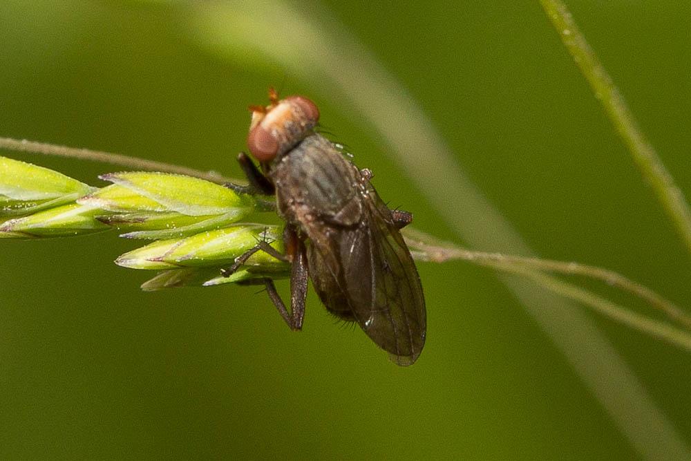  Pherbellia griseola (Fallén, 1820)