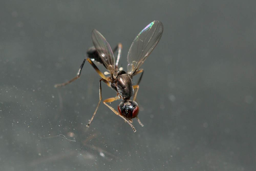  Nemopoda nitidula (Fallén, 1820)