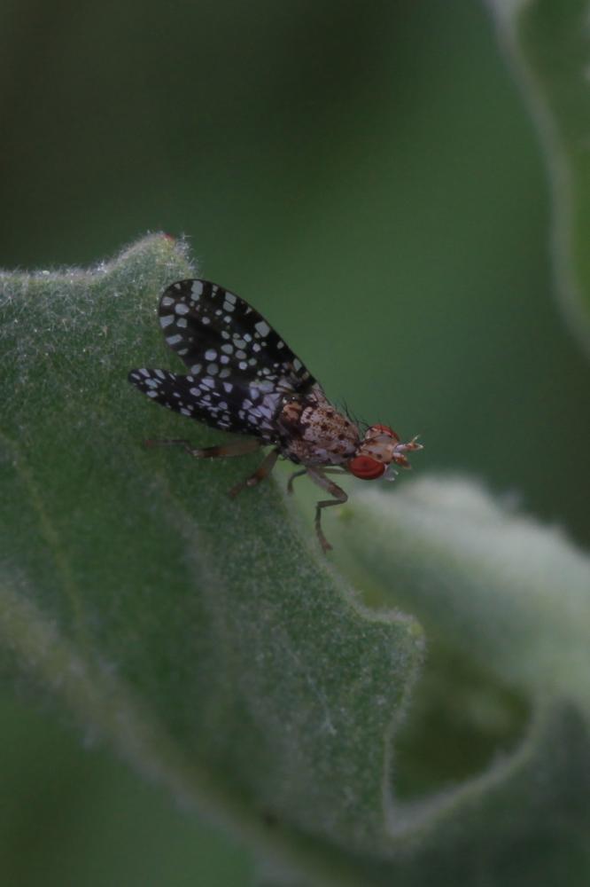 Trypetoptera punctulata (Scopoli, 1763)