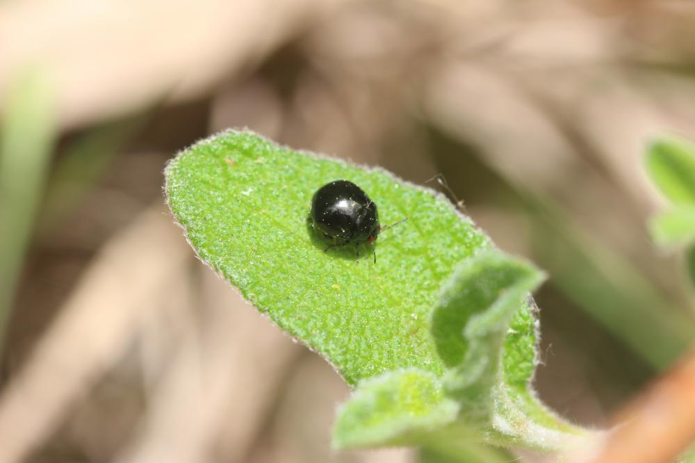 Punaise cuirasse Coptosoma scutellatum (Geoffroy, 1785)