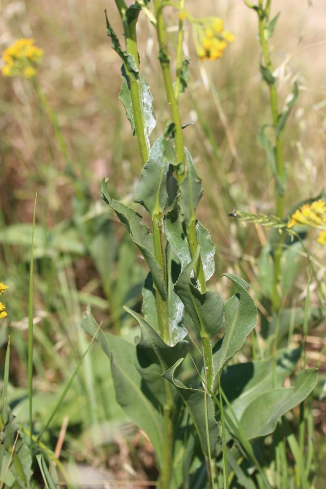 Séneçon Doria, Herbe dorée Senecio doria L., 1759