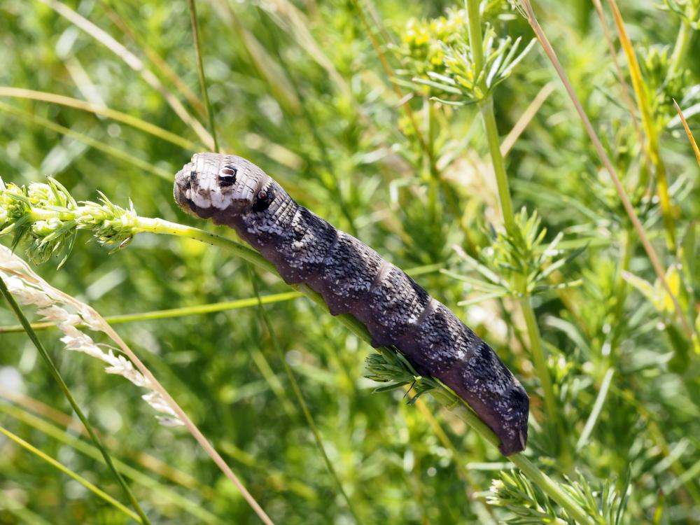 petit Sphinx de la Vigne (Le) Deilephila porcellus (Linnaeus, 1758)