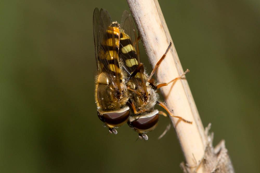  Eupeodes corollae (Fabricius, 1794)