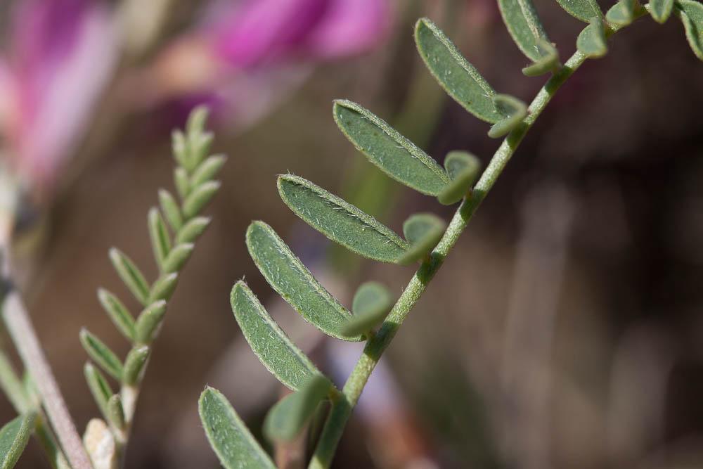 Sainfoin bas Hedysarum boveanum Bunge ex Basiner, 1846