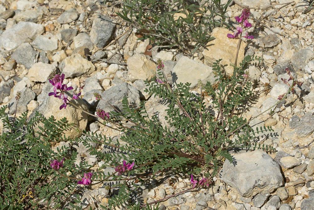 Sainfoin bas Hedysarum boveanum Bunge ex Basiner, 1846