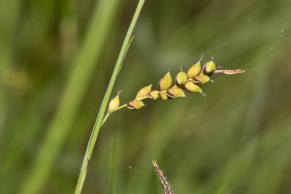 Laîche millet, Faux Fenouil Carex panicea L., 1753